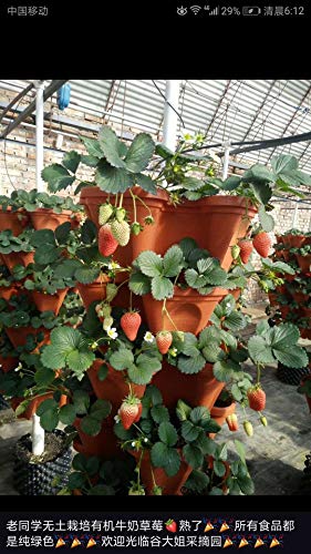 Mr. Stacky 5 Tier Stackable Strawberry, Herb, Flower, and Vegetable Planter  - Vertical Garden Indoor/Outdoor